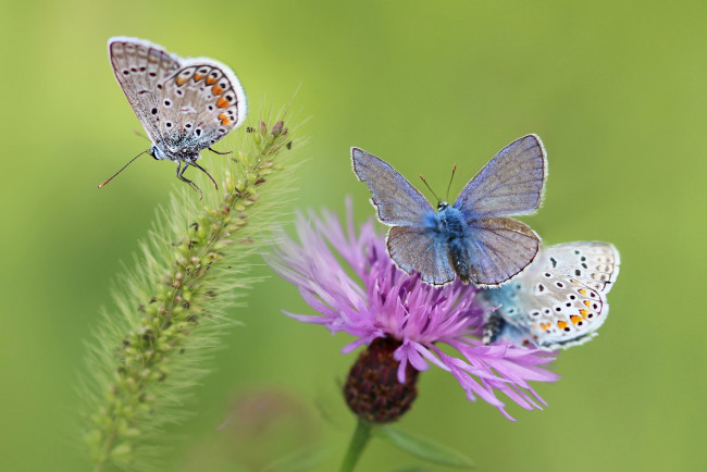 Обои картинки фото животные, бабочки,  мотыльки,  моли, крылья, цветок