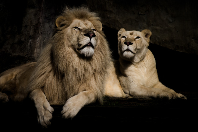 Обои картинки фото животные, львы, фон, пара, львица, лев, отдых