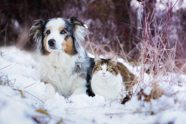 Обои картинки фото животные, разные вместе, собака, кошка, снег, зима
