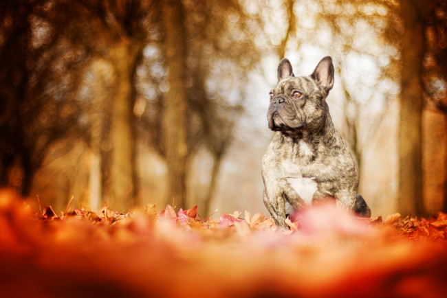 Обои картинки фото животные, собаки, дог, сабака, листья, осень, прогулка