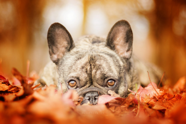 Обои картинки фото животные, собаки, прогулка, дог, осень, собака, листья