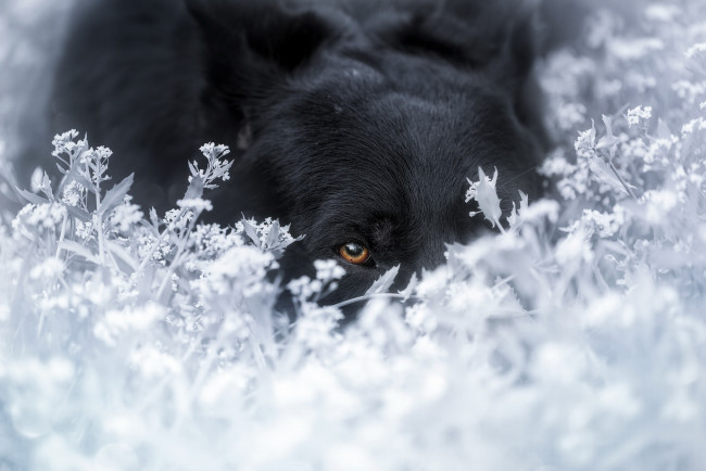 Обои картинки фото животные, собаки, трава, зима, снег, собака