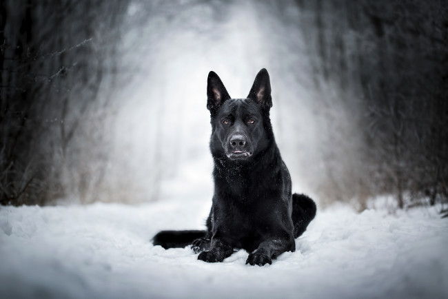 Обои картинки фото животные, собаки, зима, собака, снег