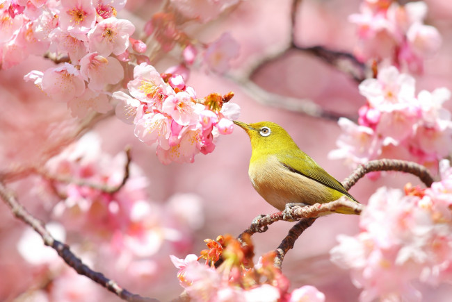 Обои картинки фото животные, белоглазки, птица, весна, белоглазка, сакура