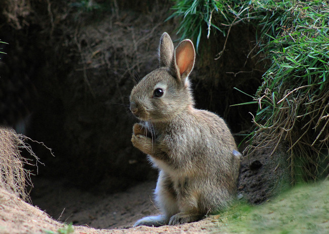 Обои картинки фото животные, кролики,  зайцы, кролик, заяц