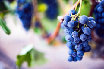 обоя природа, Ягоды,  виноград, гроздья