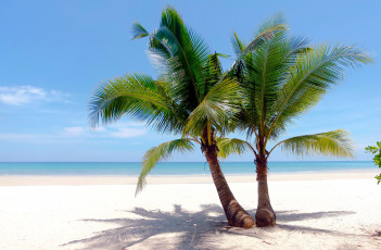 обоя природа, тропики, море, пляж, пальмы