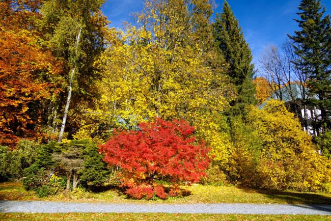 Обои картинки фото природа, парк, осень, деревья