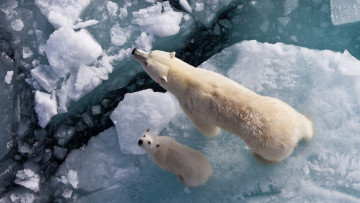 Картинка автор сергей доля животные медведи медведица медвежонок льдины
