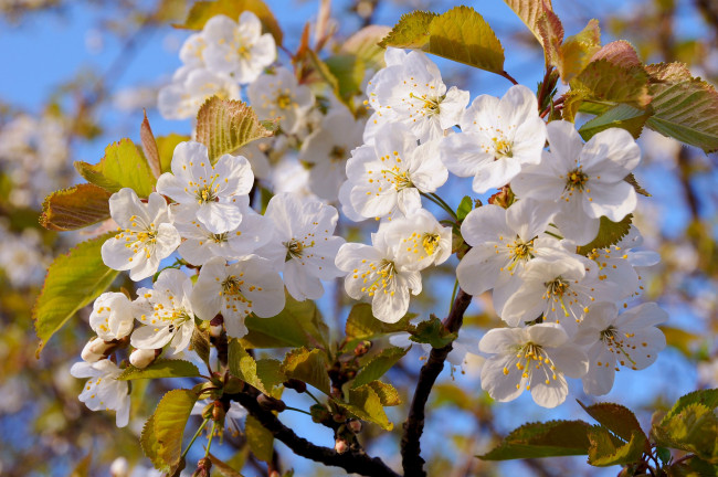 Обои картинки фото цветы, цветущие, деревья, кустарники, яблоня