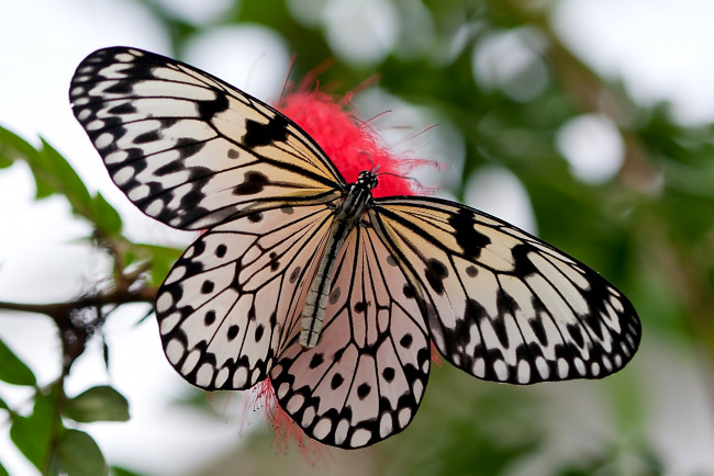 Обои картинки фото животные, бабочки, крылья, черно-белый