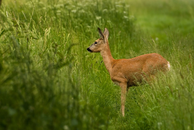 Обои картинки фото животные, олени, оленёнок, трава