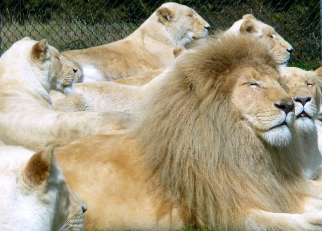Обои картинки фото животные, львы, много, белый, хищники, отдых