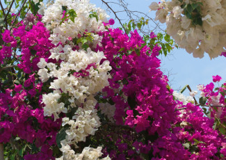 Картинка цветы бугенвиллея экзотика дерево