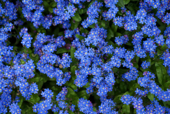 обоя цветы, незабудки, синий