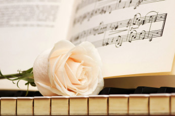 Картинка цветы розы клавиши ноты бутон