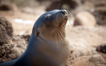 Картинка seal животные тюлени морские львы котики морской глаза котик морда