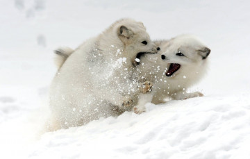 Картинка животные песцы белый пушистый зима драка