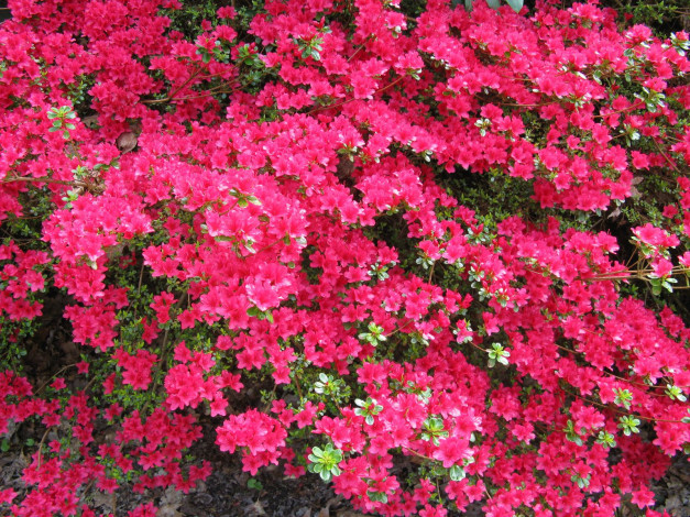Обои картинки фото цветы, рододендроны, азалии, красный