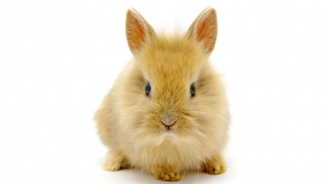 Обои картинки фото животные, кролики, зайцы, кролик, пушистик, ушки, малыш
