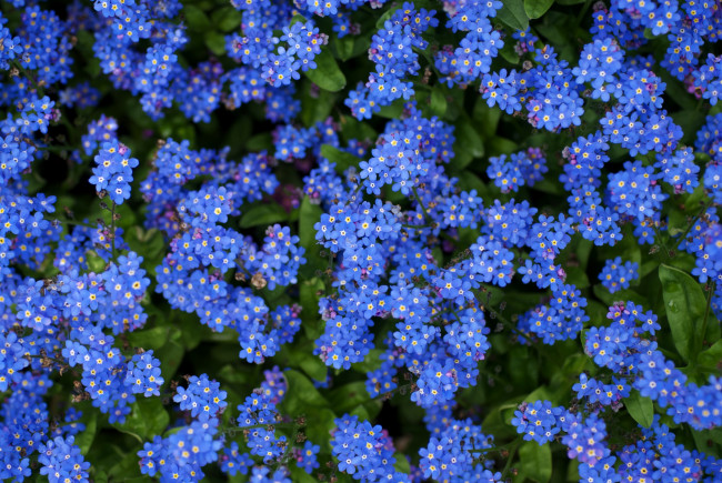 Обои картинки фото цветы, незабудки, синий