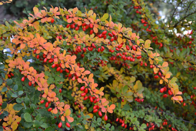 Обои картинки фото природа, Ягоды, осень, барбарис, ягоды