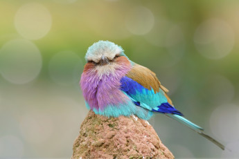 Картинка животные птицы перья забавная птица окрас