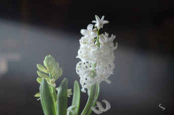 Картинка цветы гиацинты цветок цветочки белый гиацинт