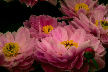 обоя цветы, пионы, цветение, розовый, лепестки, пион, бутон