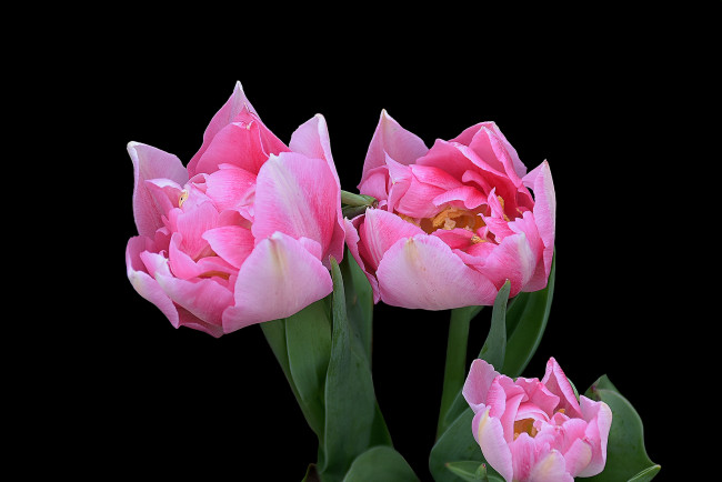 Обои картинки фото цветы, тюльпаны, цветок