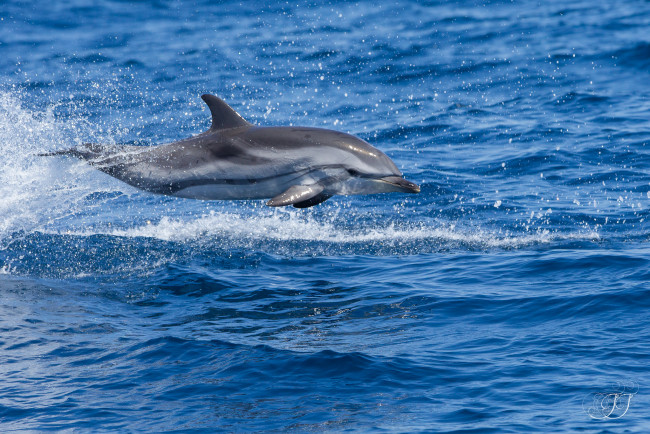 Обои картинки фото животные, дельфины, капли, брызги, море, дельфин