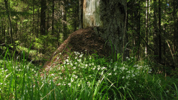 Картинка лес природа лето муравейник ели деревья