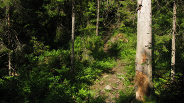 Картинка лесная+тропа природа лес лето тропинка деревья ели тайга карелия