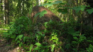 Картинка муравейник природа лес лето ели деревья ландыши