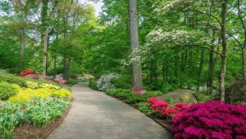 обоя природа, парк, аллея, цветы, весна