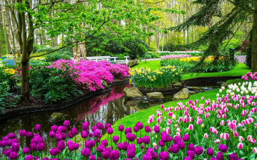 обоя природа, парк, водоем, тюльпаны, весна