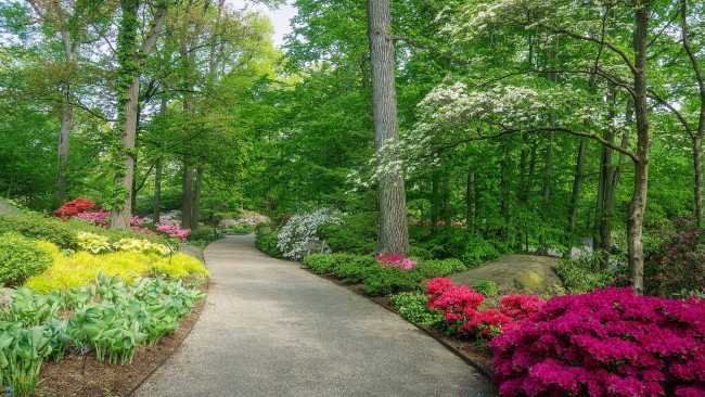 Обои картинки фото природа, парк, аллея, цветы, весна