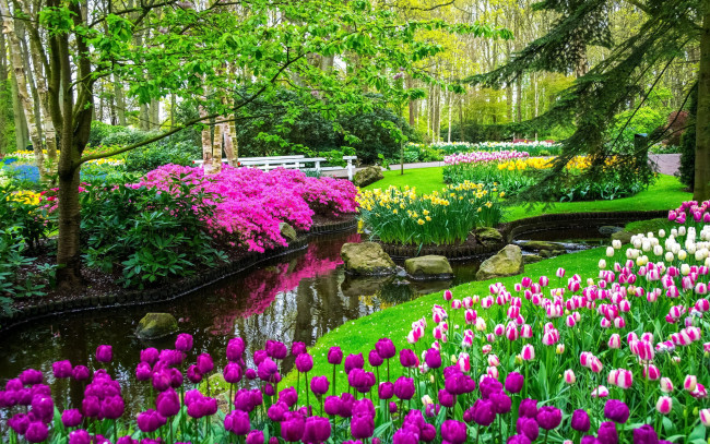 Обои картинки фото природа, парк, водоем, тюльпаны, весна