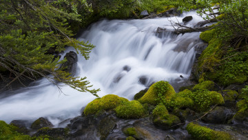 Картинка природа водопады лес ветки камни водопад мох поток бревно хвоя