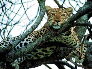Картинка животные леопарды на дереве отдых довольный морда