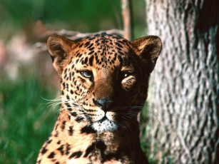 Картинка eye to leopard животные леопарды леопард морда взгляд