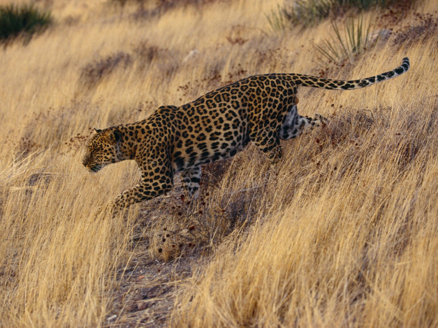Обои картинки фото careful, approach, животные, леопарды, охота, леопард, трава, крадется