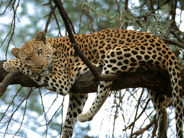 Обои картинки фото cat, nap, leopard, africa, животные, леопарды, леопард, лежит, смотрит, дерево