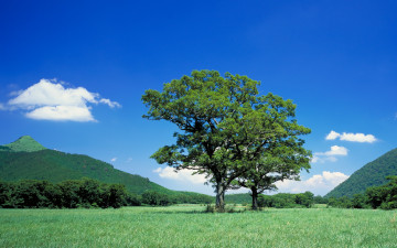 Картинка природа деревья