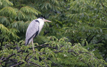 Картинка животные цапли