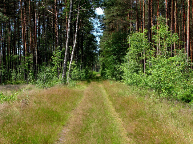 Обои картинки фото 