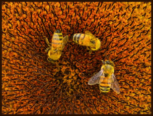Картинка животные пчелы осы шмели подсолнух пчёлы