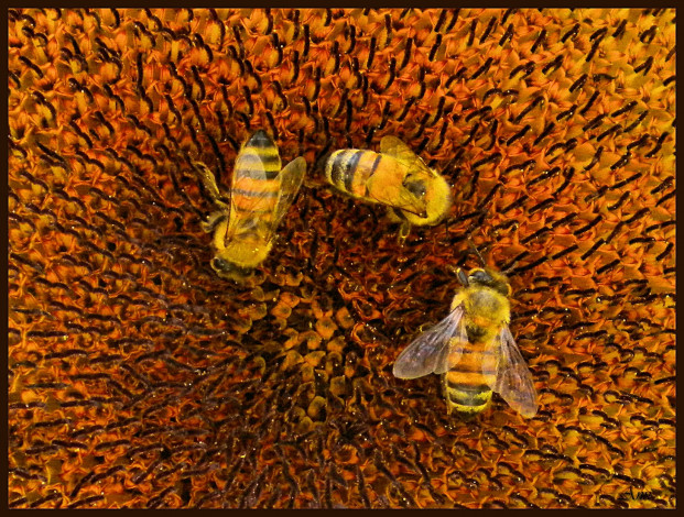 Обои картинки фото животные, пчелы, осы, шмели, подсолнух, пчёлы