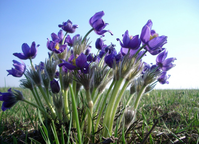 Обои картинки фото цветы, анемоны, адонисы, сон-трава, фиолетовый