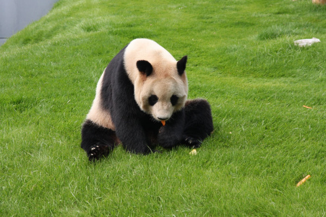 Обои картинки фото животные, панды, панда